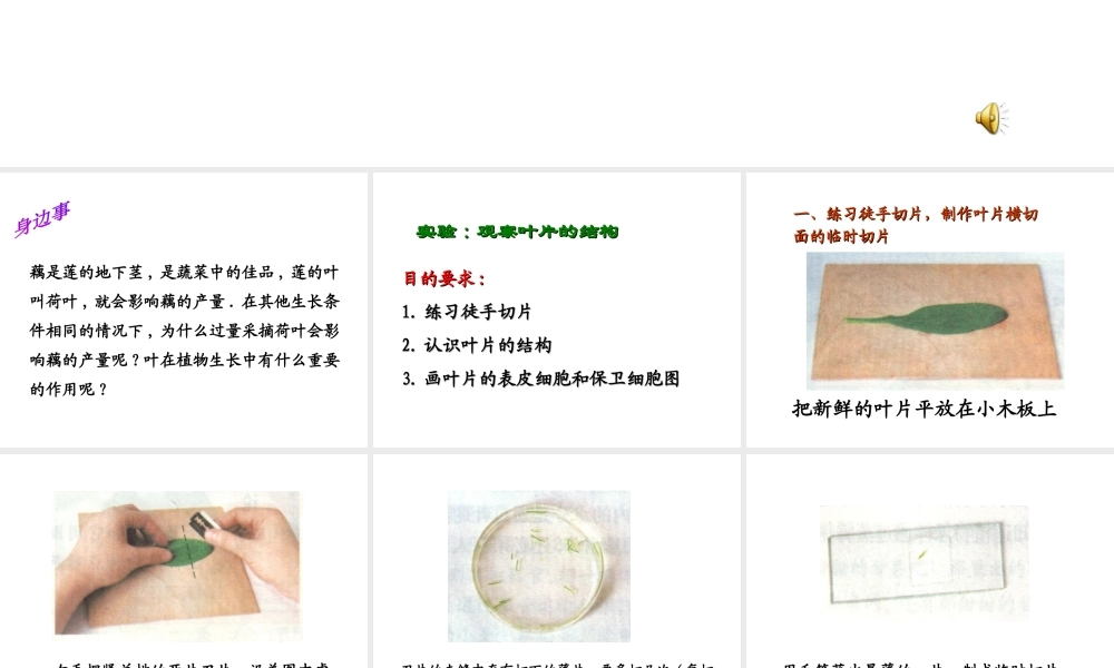 -八年级生物上册 3.3.3 光合作用的场所课件（1）（新版）冀教版-（新版）冀教级上册生物课件