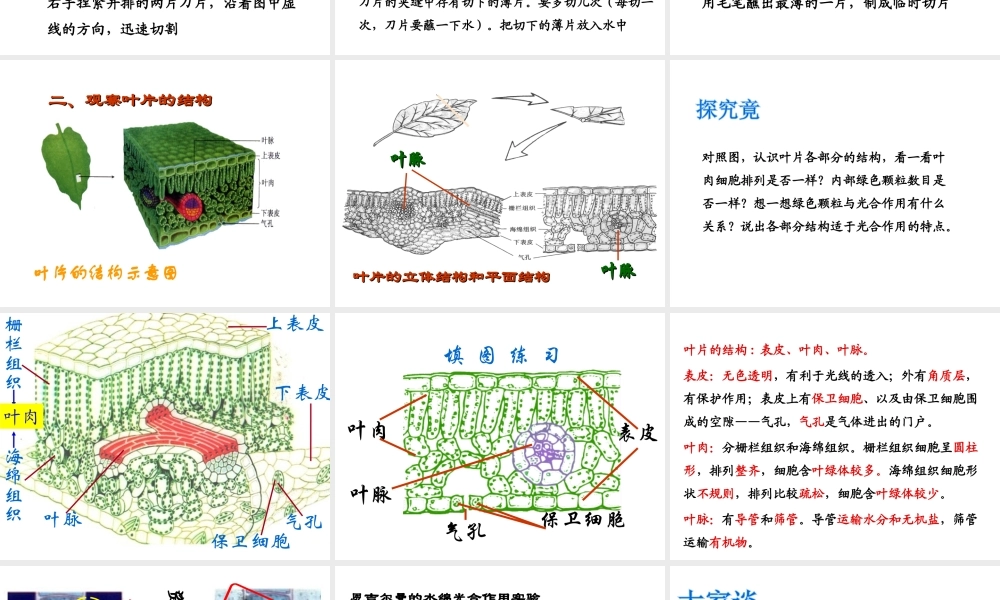 -八年级生物上册 3.3.3 光合作用的场所课件（1）（新版）冀教版-（新版）冀教级上册生物课件