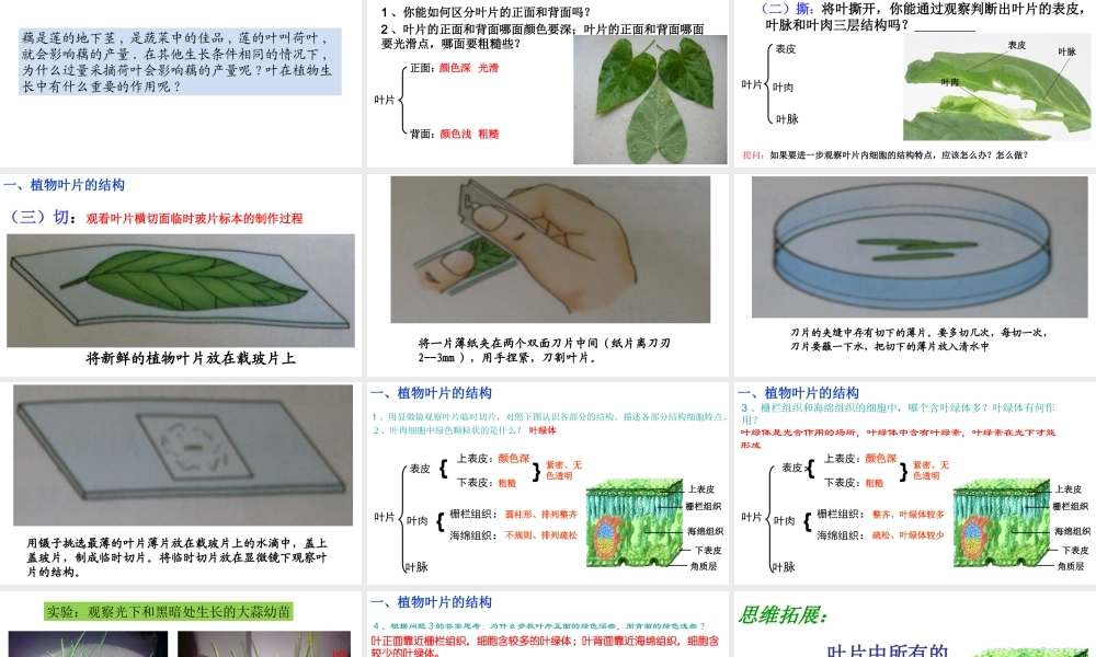 -八年级生物上册 3.3.3 光合作用的场所课件（2）（新版）冀教版-（新版）冀教级上册生物课件