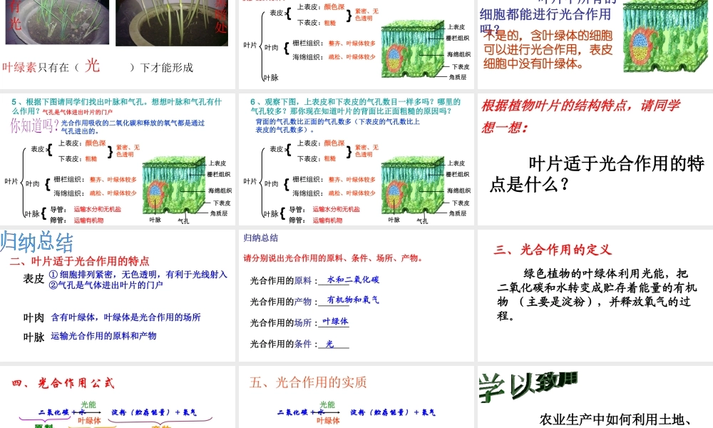 -八年级生物上册 3.3.3 光合作用的场所课件（2）（新版）冀教版-（新版）冀教级上册生物课件