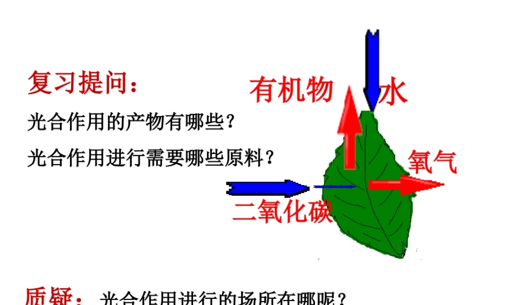 -八年级生物上册 3.3.3 光合作用的场所课件（3）（新版）冀教版-（新版）冀教版初中八年级上册生物课件