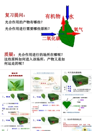 -八年级生物上册 3.3.3 光合作用的场所课件（3）（新版）冀教版-（新版）冀教版初中八年级上册生物课件