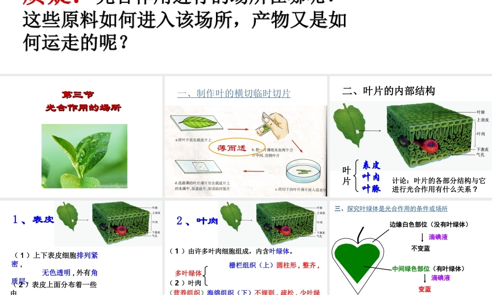 -八年级生物上册 3.3.3 光合作用的场所课件（3）（新版）冀教版-（新版）冀教级上册生物课件