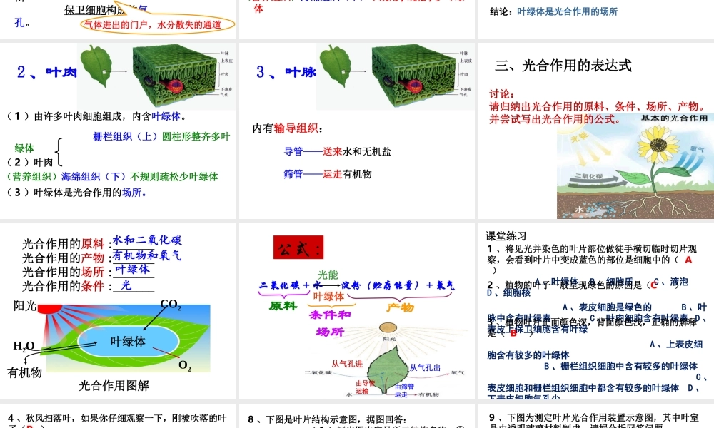 -八年级生物上册 3.3.3 光合作用的场所课件（3）（新版）冀教版-（新版）冀教级上册生物课件