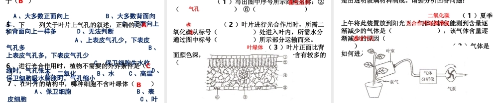 -八年级生物上册 3.3.3 光合作用的场所课件（3）（新版）冀教版-（新版）冀教级上册生物课件