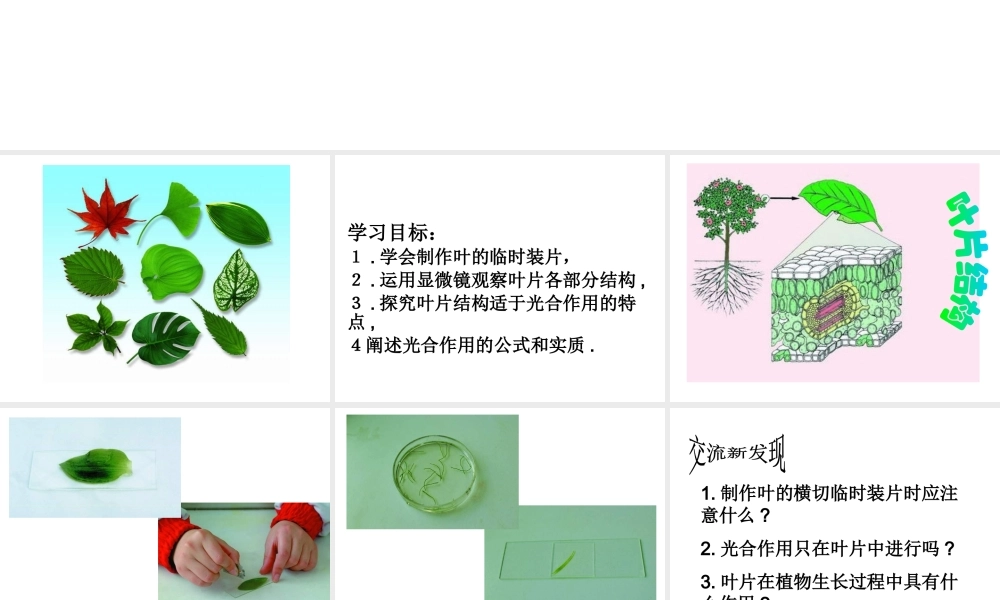 -八年级生物上册 3.3.3 节光合作用的场所课件 （新版）冀教版-（新版）冀教版初中八年级上册生物课件