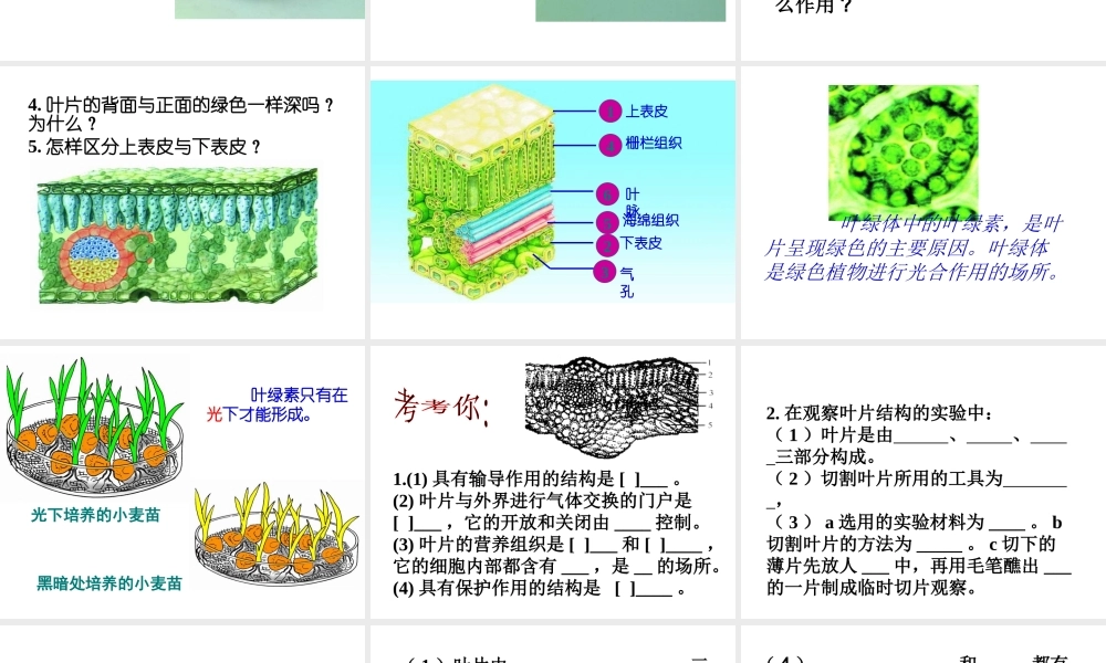 -八年级生物上册 3.3.3 节光合作用的场所课件 （新版）冀教版-（新版）冀教版初中八年级上册生物课件