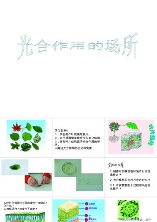 -八年级生物上册 3.3.3 节光合作用的场所课件 （新版）冀教版-（新版）冀教版初中八年级上册生物课件