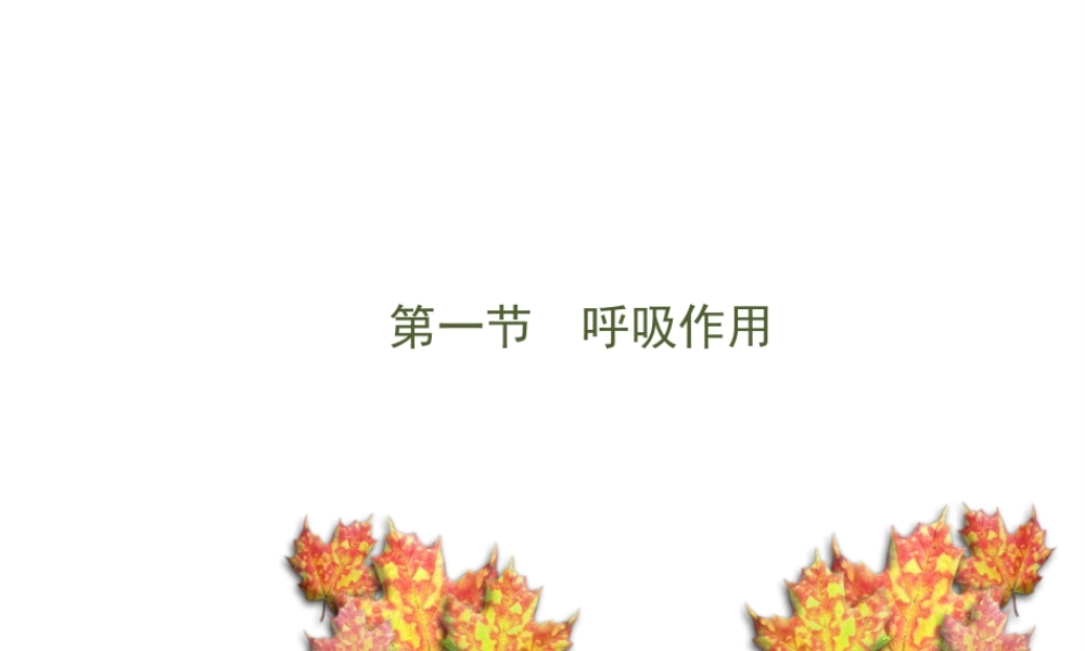 -八年级生物上册 3.4.1 呼吸作用课件（1）（新版）冀教版-（新版）冀教版初中八年级上册生物课件