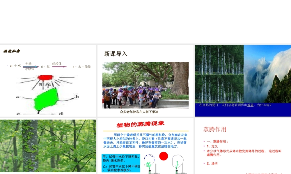 -八年级生物上册 3.4.2 蒸腾作用课件（2）（新版）冀教版-（新版）冀教级上册生物课件