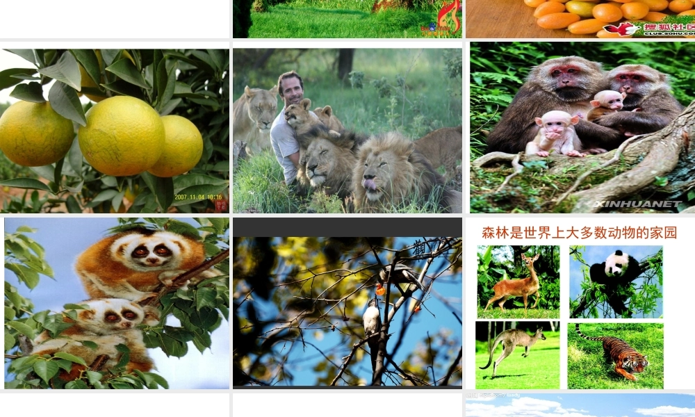 -八年级生物上册 3.5 绿色植物在生物圈中的作用课件（2）（新版）冀教版-（新版）冀教版初中八年级上册生物课件