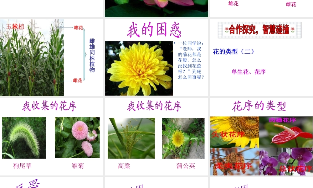 -八年级生物上册 4.1.1 花的结构和类型（第2课时）优秀课件 （新版）济南版-（新版）济南级上册生物课件