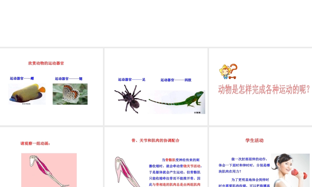 -八年级生物上册 4.1.2 运动的完成课件（1）（新版）冀教版-（新版）冀教级上册生物课件