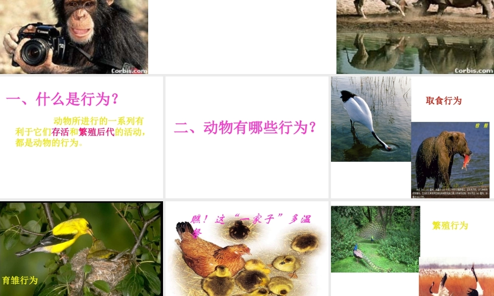 2012年秋八年级生物上册 第十六章 第二节 先天性行为和学习行为课件 北师大版