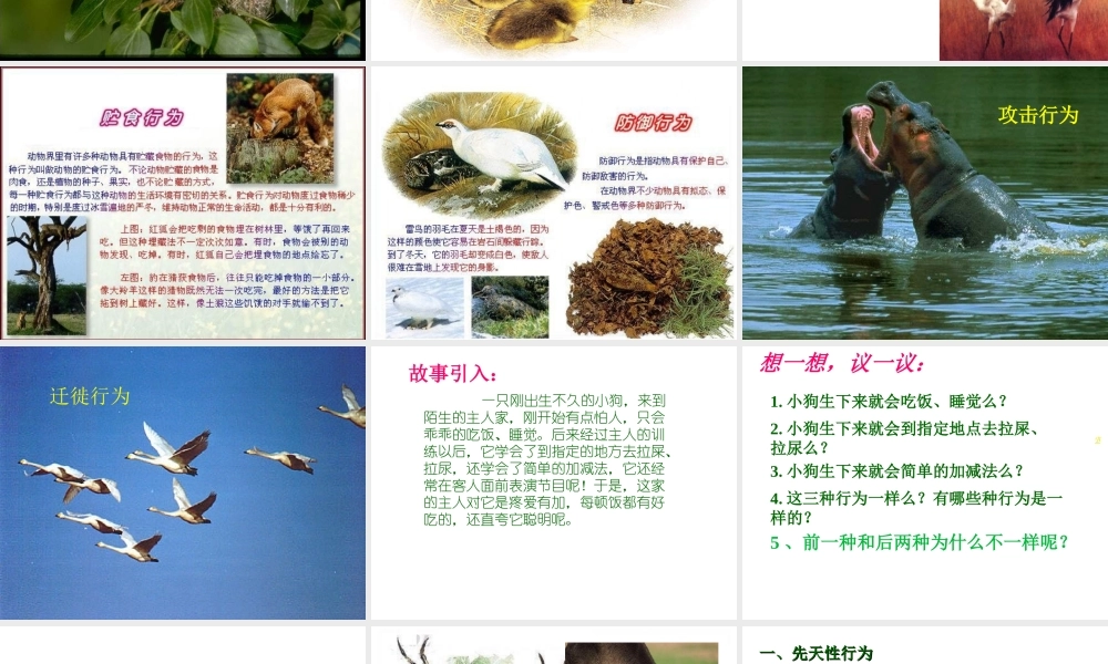 2012年秋八年级生物上册 第十六章 第二节 先天性行为和学习行为课件 北师大版