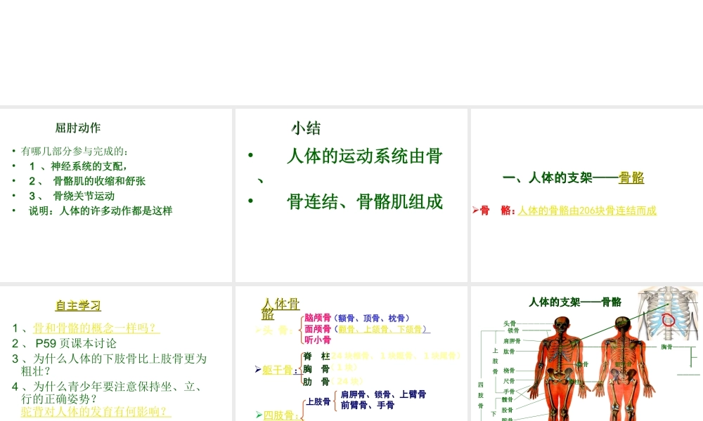2012年秋八年级生物上册 第十六章 第一节 人体的支持与运动课件 苏科版