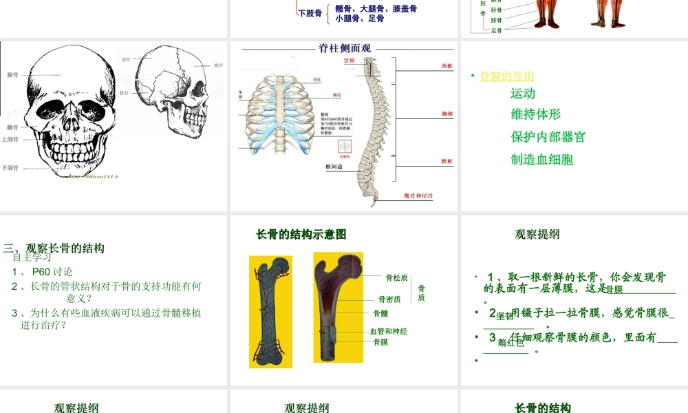 2012年秋八年级生物上册 第十六章 第一节 人体的支持与运动课件 苏科版
