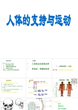 2012年秋八年级生物上册 第十六章 第一节 人体的支持与运动课件 苏科版