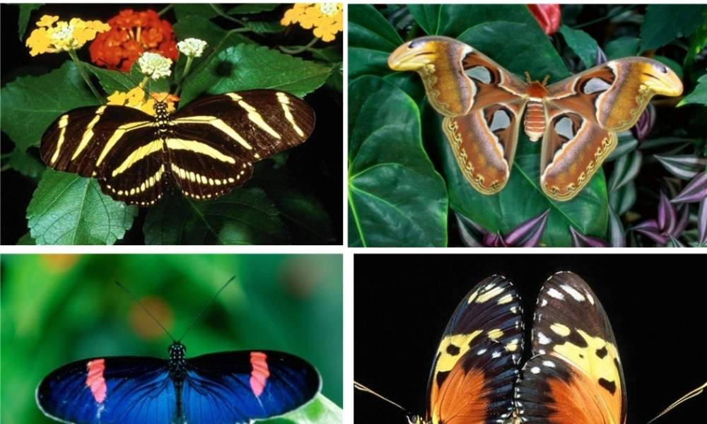 2012年秋八年级生物上册 第四单元 第二章 第一节 昆虫的生殖和发育课件 济南版