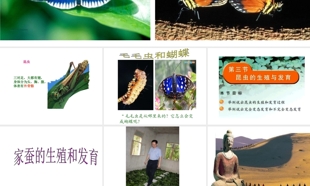 2012年秋八年级生物上册 第四单元 第二章 第一节 昆虫的生殖和发育课件 济南版