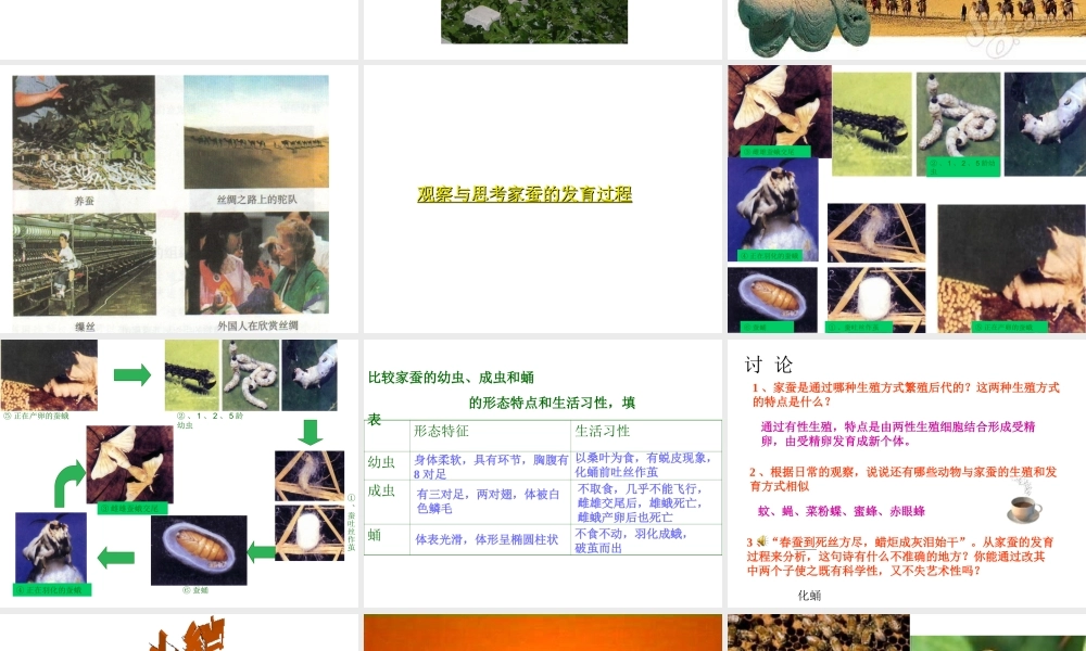 2012年秋八年级生物上册 第四单元 第二章 第一节 昆虫的生殖和发育课件 济南版