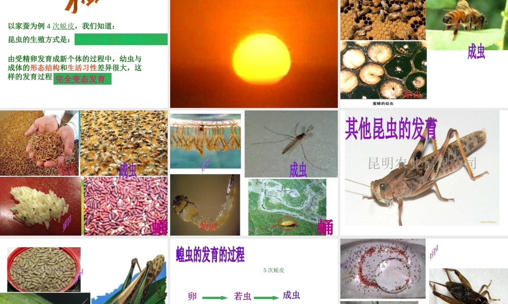 2012年秋八年级生物上册 第四单元 第二章 第一节 昆虫的生殖和发育课件 济南版