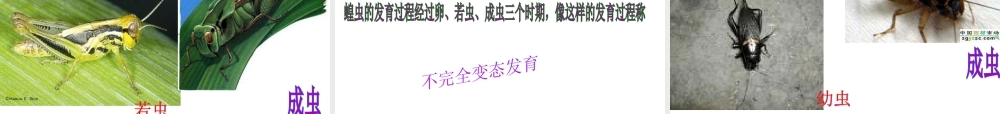 2012年秋八年级生物上册 第四单元 第二章 第一节 昆虫的生殖和发育课件 济南版