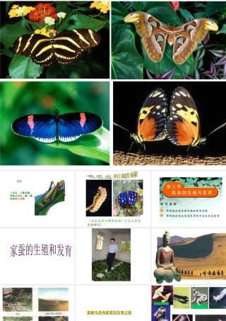 2012年秋八年级生物上册 第四单元 第二章 第一节 昆虫的生殖和发育课件 济南版