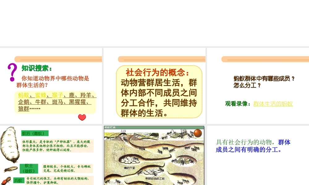 2012年秋八年级生物上册 第五单元 第三节 社会行为课件 新人教版