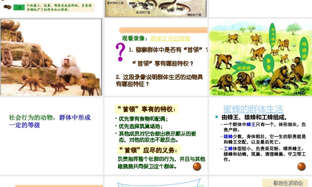 2012年秋八年级生物上册 第五单元 第三节 社会行为课件 新人教版