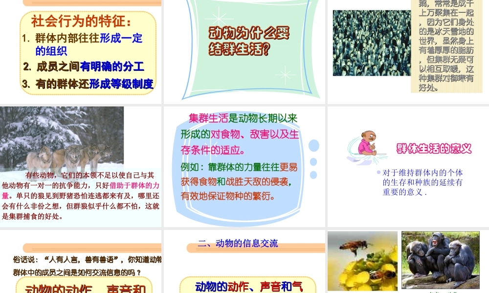 2012年秋八年级生物上册 第五单元 第三节 社会行为课件 新人教版