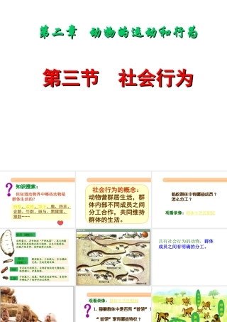 2012年秋八年级生物上册 第五单元 第三节 社会行为课件 新人教版