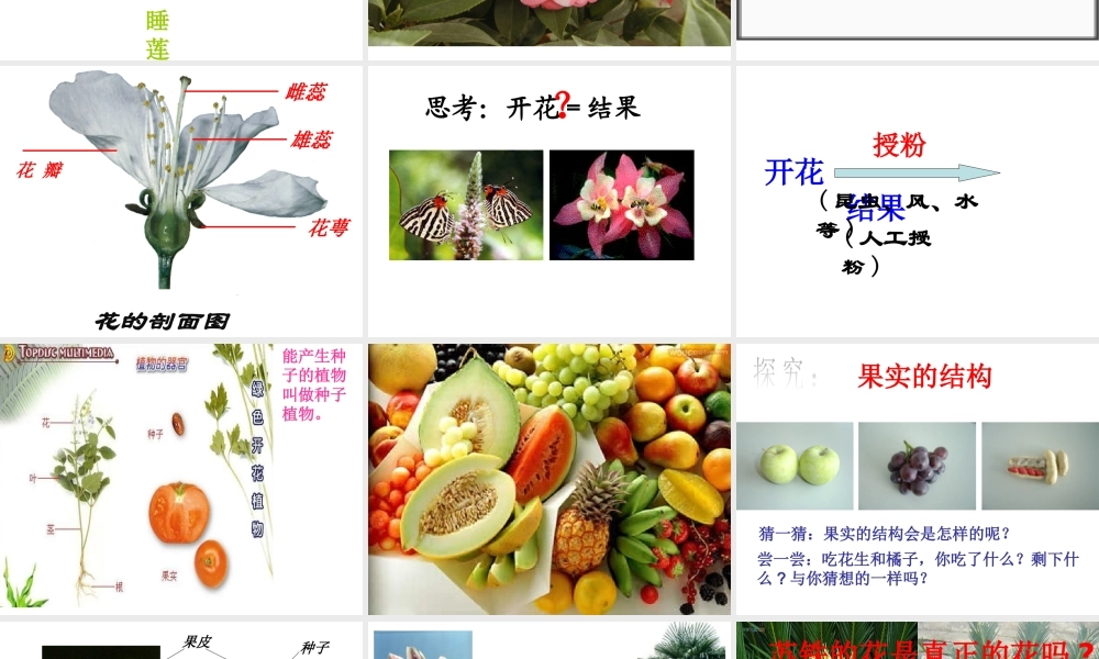 2012年秋七年级科学上册 常见的植物 种子植物课件 浙教版