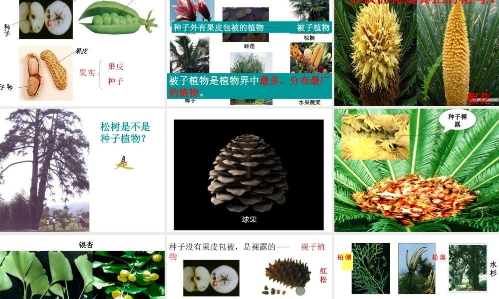 2012年秋七年级科学上册 常见的植物 种子植物课件 浙教版