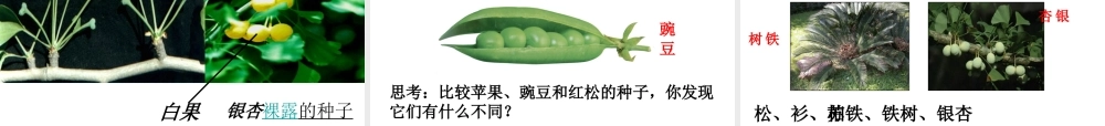 2012年秋七年级科学上册 常见的植物 种子植物课件 浙教版