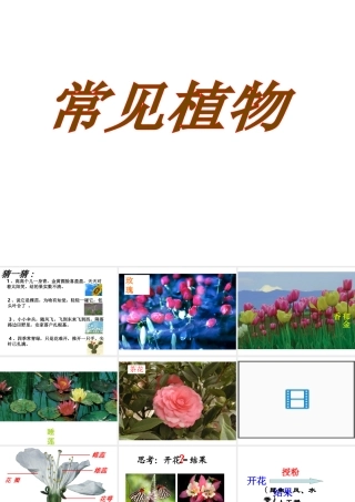 2012年秋七年级科学上册 常见的植物 种子植物课件 浙教版