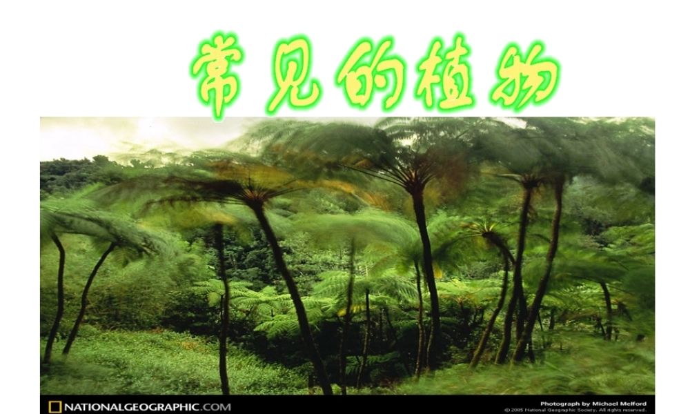 2012年秋七年级科学上册 常见的植物第二课时课件 浙教版