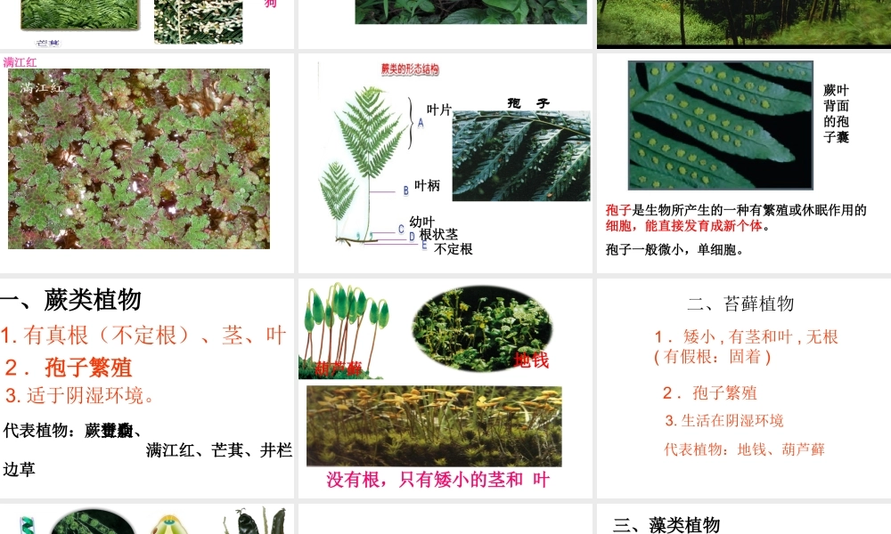 2012年秋七年级科学上册 常见的植物第二课时课件 浙教版