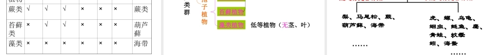 2012年秋七年级科学上册 常见的植物第二课时课件 浙教版