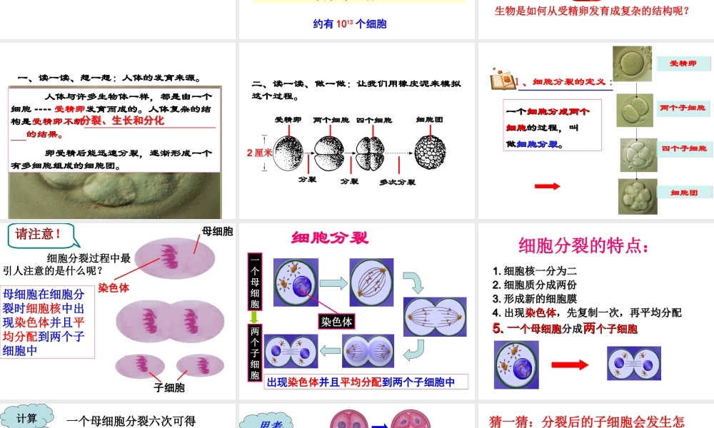 2012年秋七年级科学上册 第三节生物体的结构层次1课件 浙教版