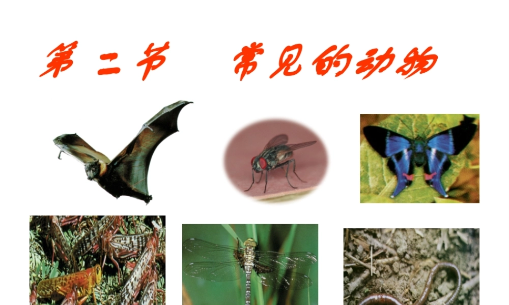 2012年秋七年级科学上册 第四节 常见的动物（第一二课时）课件 浙教版