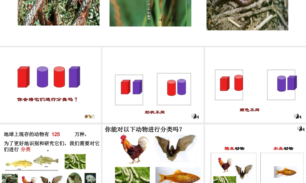 2012年秋七年级科学上册 第四节 常见的动物（第一二课时）课件 浙教版