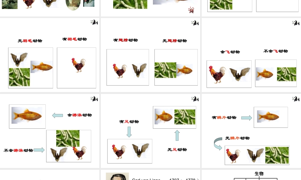 2012年秋七年级科学上册 第四节 常见的动物（第一二课时）课件 浙教版