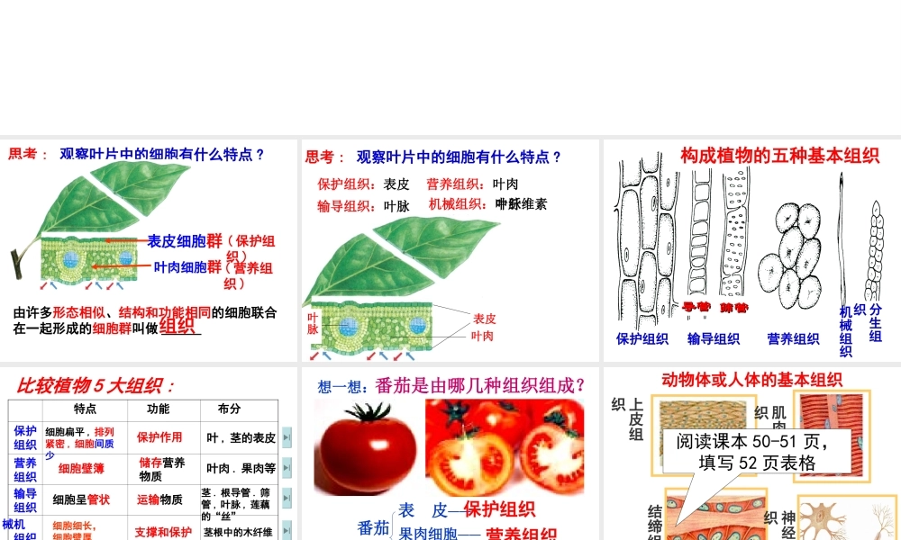 2012年秋七年级科学上册 生物体的结构层次2课件 浙教版