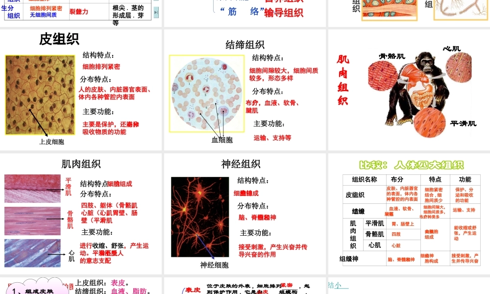 2012年秋七年级科学上册 生物体的结构层次2课件 浙教版