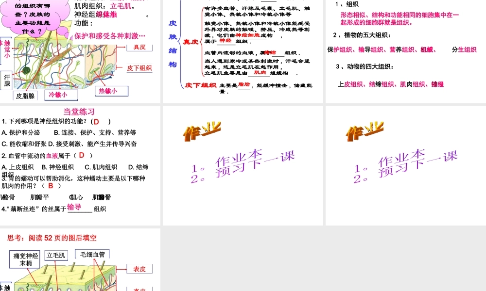 2012年秋七年级科学上册 生物体的结构层次2课件 浙教版