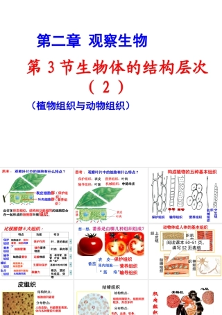 2012年秋七年级科学上册 生物体的结构层次2课件 浙教版