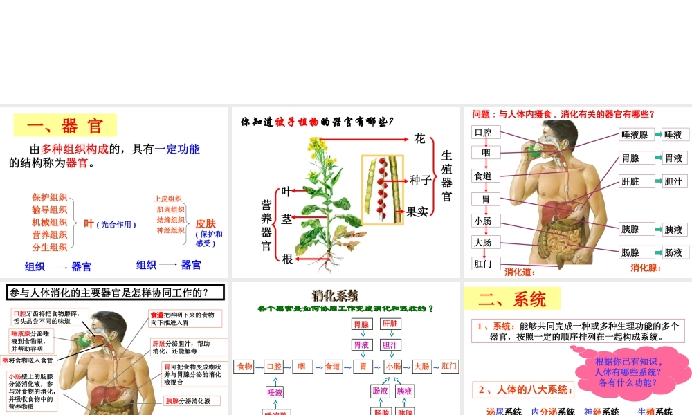 2012年秋七年级科学上册 生物体的结构层次3课件 浙教版