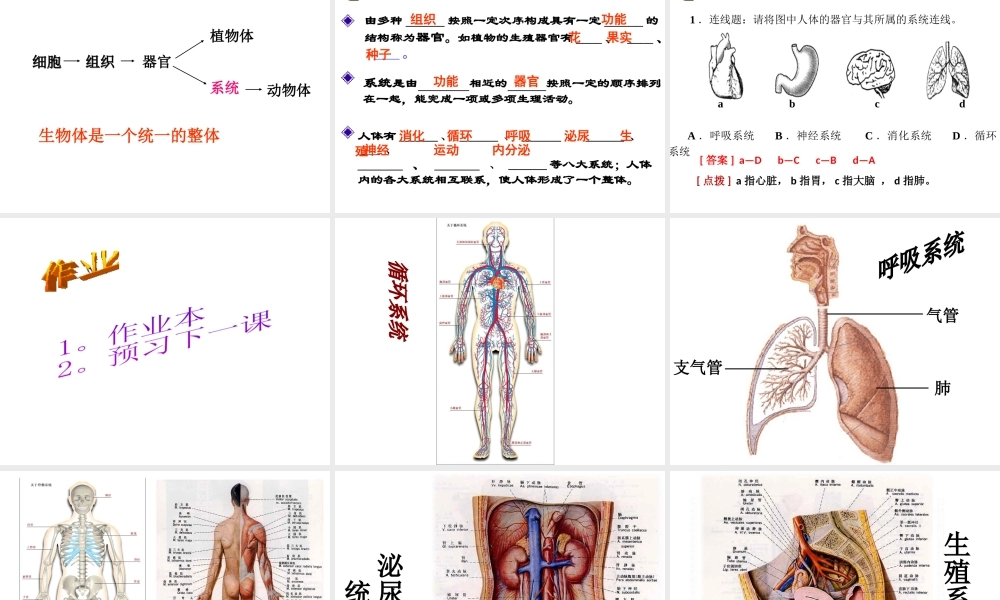 2012年秋七年级科学上册 生物体的结构层次3课件 浙教版