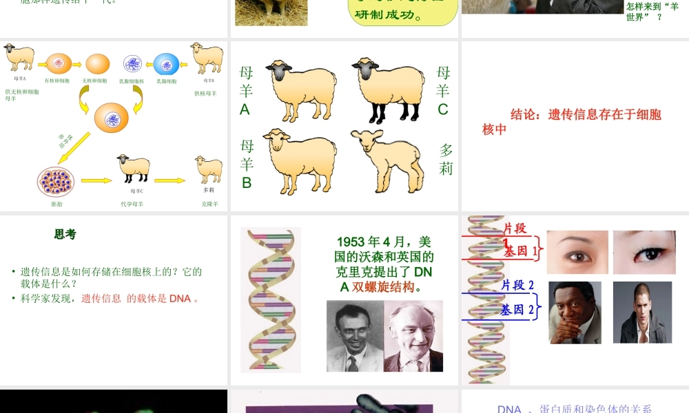 2012年秋七年级生物上册 第二单元 第二章 第二节 细胞核是遗传信息库课件 新人教版